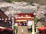 「【和歌山市の桜の名所5選】見頃は3月末～4月上旬頃！和歌山城では桜バージョンのライトアップも」の画像2