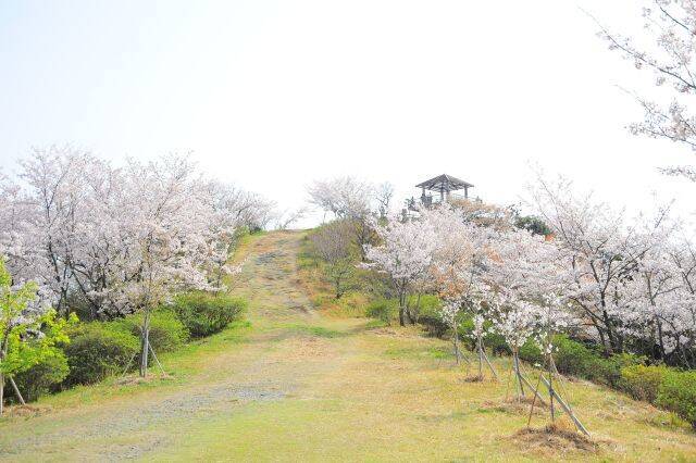 【和歌山市の桜の名所5選】見頃は3月末～4月上旬頃！和歌山城では桜バージョンのライトアップも