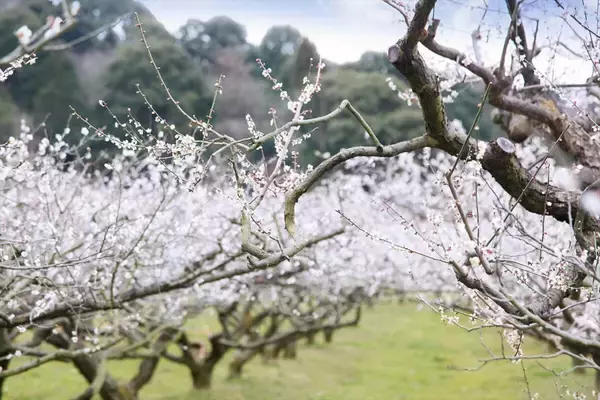 「【滋賀県・寿長生の郷＜すないのさと＞】真っ白な花弁が梅林を埋め尽くす「花の宴 梅まつり2024」開催」の画像