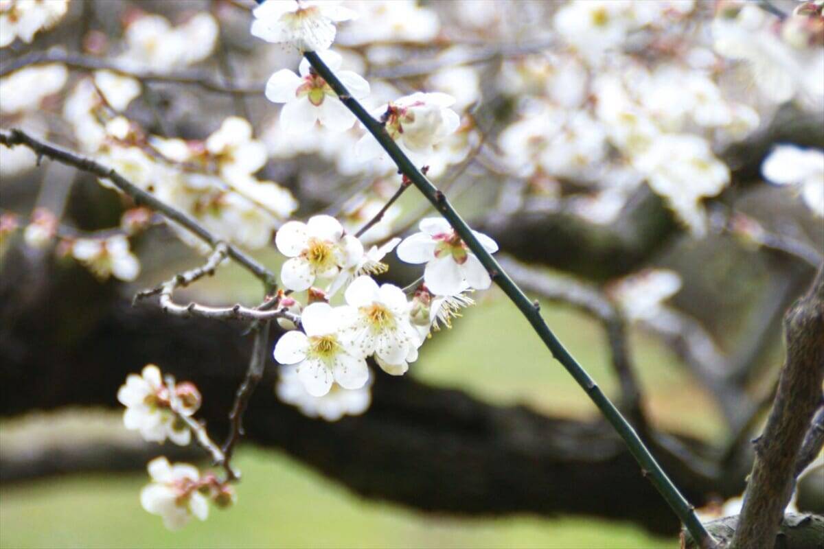 【滋賀県・寿長生の郷＜すないのさと＞】真っ白な花弁が梅林を埋め尽くす「花の宴 梅まつり2024」開催