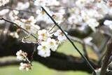 「【滋賀県・寿長生の郷＜すないのさと＞】真っ白な花弁が梅林を埋め尽くす「花の宴 梅まつり2024」開催」の画像4