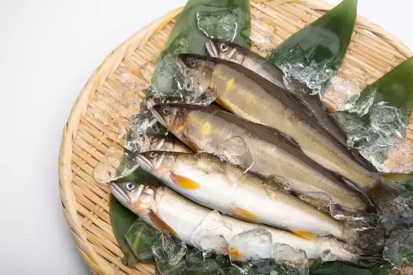 【第1回 アユ・ビワマスの魚まつり】びわ湖の恵みを味わう！釣りや乗船体験も｜滋賀県長浜市