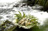 「【京都 湯の花温泉・すみや亀峰菴】夏限定のおもてなし「旅館で“涼”を楽しむ夏の休日」8月末まで開催中」の画像8