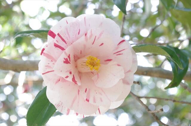 【静岡・伊東の小室山公園でつばき観賞会】3月15日まで！さまざまな椿が咲き誇る