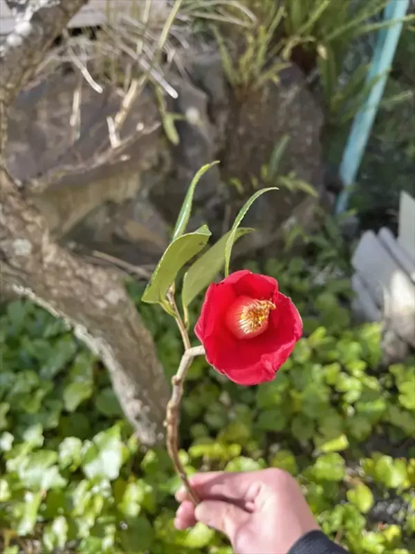 「【静岡・伊東の小室山公園でつばき観賞会】3月15日まで！さまざまな椿が咲き誇る」の画像