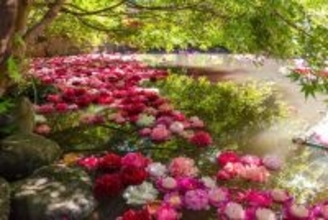 つくば牡丹園「PEONY GARDEN（ピオニー ガーデン）2026」期間限定でオープン！ グルメや体験企画も開催｜茨城県