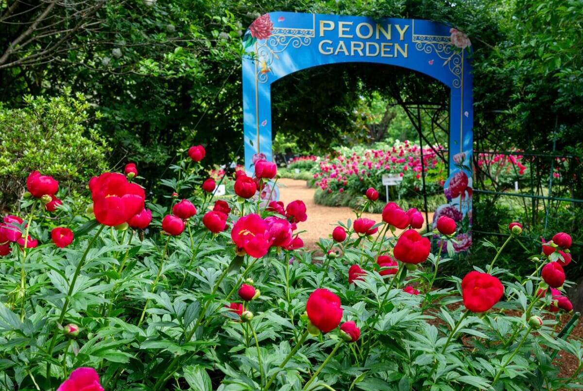 つくば牡丹園「PEONY GARDEN（ピオニー ガーデン）2026」期間限定でオープン！ グルメや体験企画も開催｜茨城県