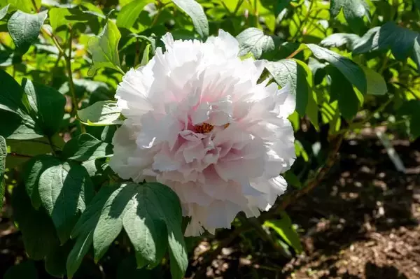 「つくば牡丹園「PEONY GARDEN（ピオニー ガーデン）2026」期間限定でオープン！ グルメや体験企画も開催｜茨城県」の画像