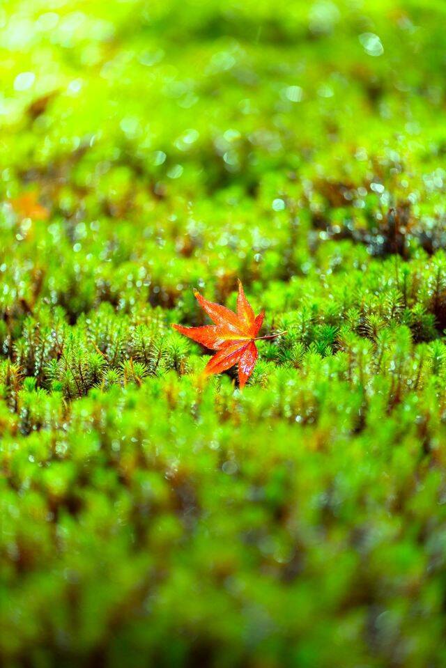 【京都「霊鑑寺」秋の特別拝観】通常非公開！紅葉の赤と苔の緑のコントラストが美しい