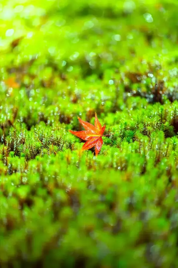 「【京都「霊鑑寺」秋の特別拝観】通常非公開！紅葉の赤と苔の緑のコントラストが美しい」の画像
