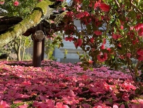 【京都・霊鑑寺 春の特別公開】椿があしらわれた御朱印もあり！100種類以上の椿が咲き誇る庭園や書院を楽しむ