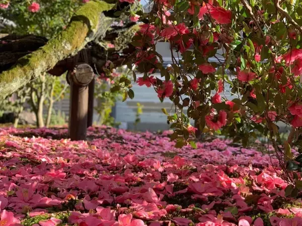 「【京都・霊鑑寺 春の特別公開】椿があしらわれた御朱印もあり！100種類以上の椿が咲き誇る庭園や書院を楽しむ」の画像