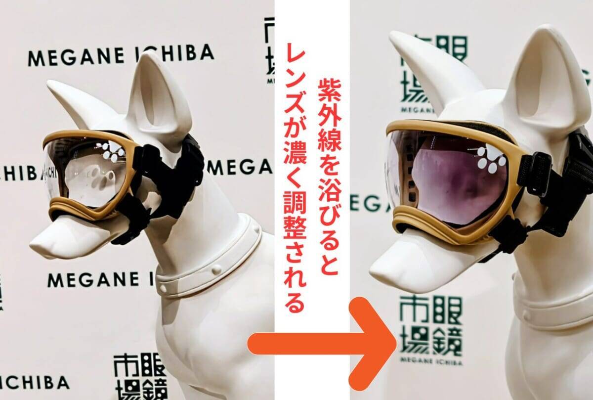 【愛犬も紫外線対策】眼鏡市場初の犬用サングラス「ワングラス」が登場！夏のお散歩や旅行のお供に
