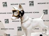 「【愛犬も紫外線対策】眼鏡市場初の犬用サングラス「ワングラス」が登場！夏のお散歩や旅行のお供に」の画像12