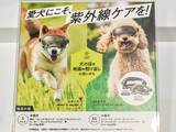 「【愛犬も紫外線対策】眼鏡市場初の犬用サングラス「ワングラス」が登場！夏のお散歩や旅行のお供に」の画像13