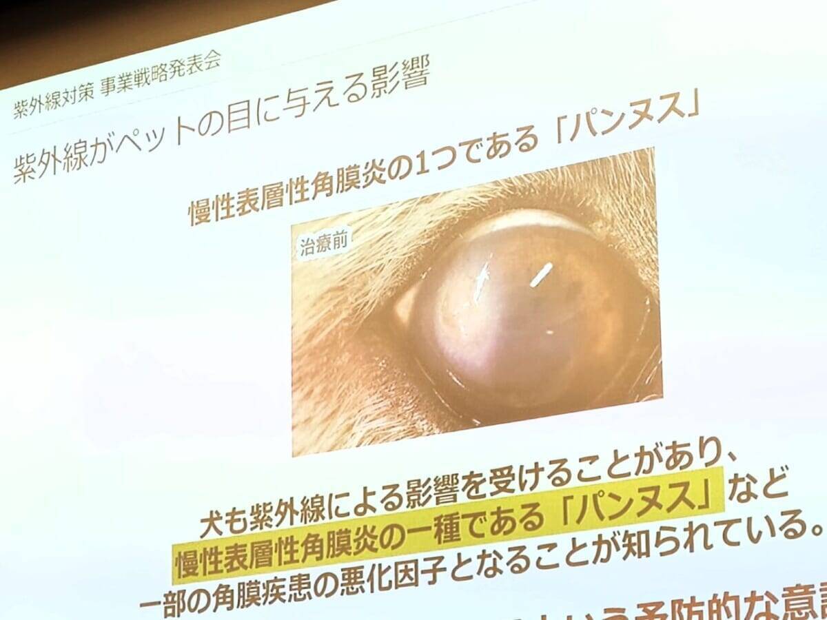 【愛犬も紫外線対策】眼鏡市場初の犬用サングラス「ワングラス」が登場！夏のお散歩や旅行のお供に