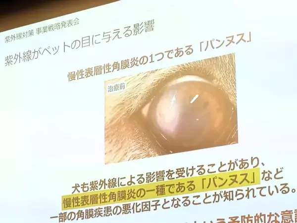 「【愛犬も紫外線対策】眼鏡市場初の犬用サングラス「ワングラス」が登場！夏のお散歩や旅行のお供に」の画像