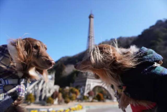 【愛犬と世界旅行】栃木・東武ワールドスクウェアがわんちゃんとリード入園可能に！「WORLDog！ふれんどりー」開催中
