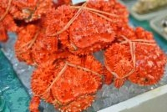 【3日間限定】花咲ガニや北海シマエビ・ホタテなども買える！「北海道根室まるごとフェア2026」開催｜新宿駅西口広場イベントコーナー
