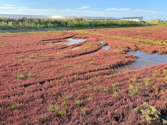 北海道・網走の能取湖で真っ赤なサンゴ草がそろそろ見頃【編集部ブログ】