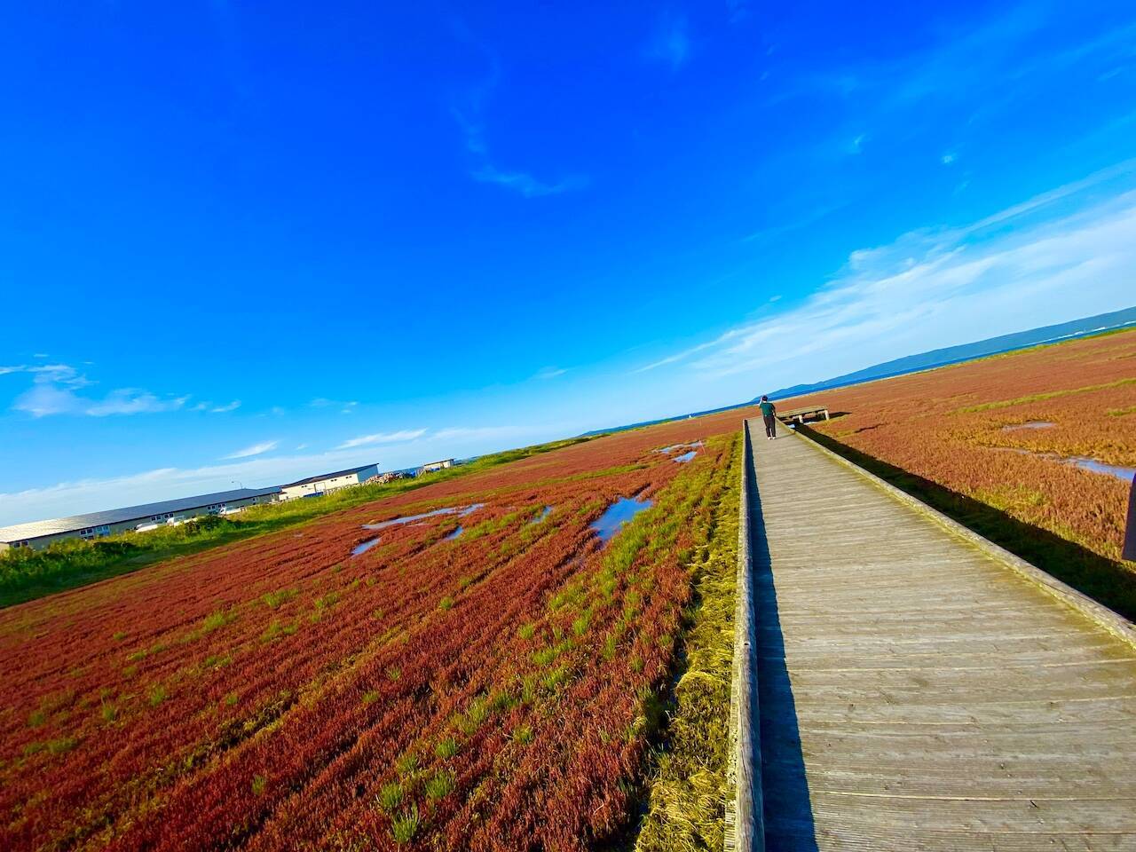 北海道・網走の能取湖で真っ赤なサンゴ草がそろそろ見頃【編集部ブログ】