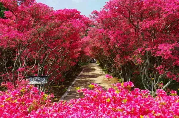 「【静岡県伊東市の絶景スポット】今だけ！小室山公園を彩る真っ赤な絨毯「つつじ観賞会」開催」の画像