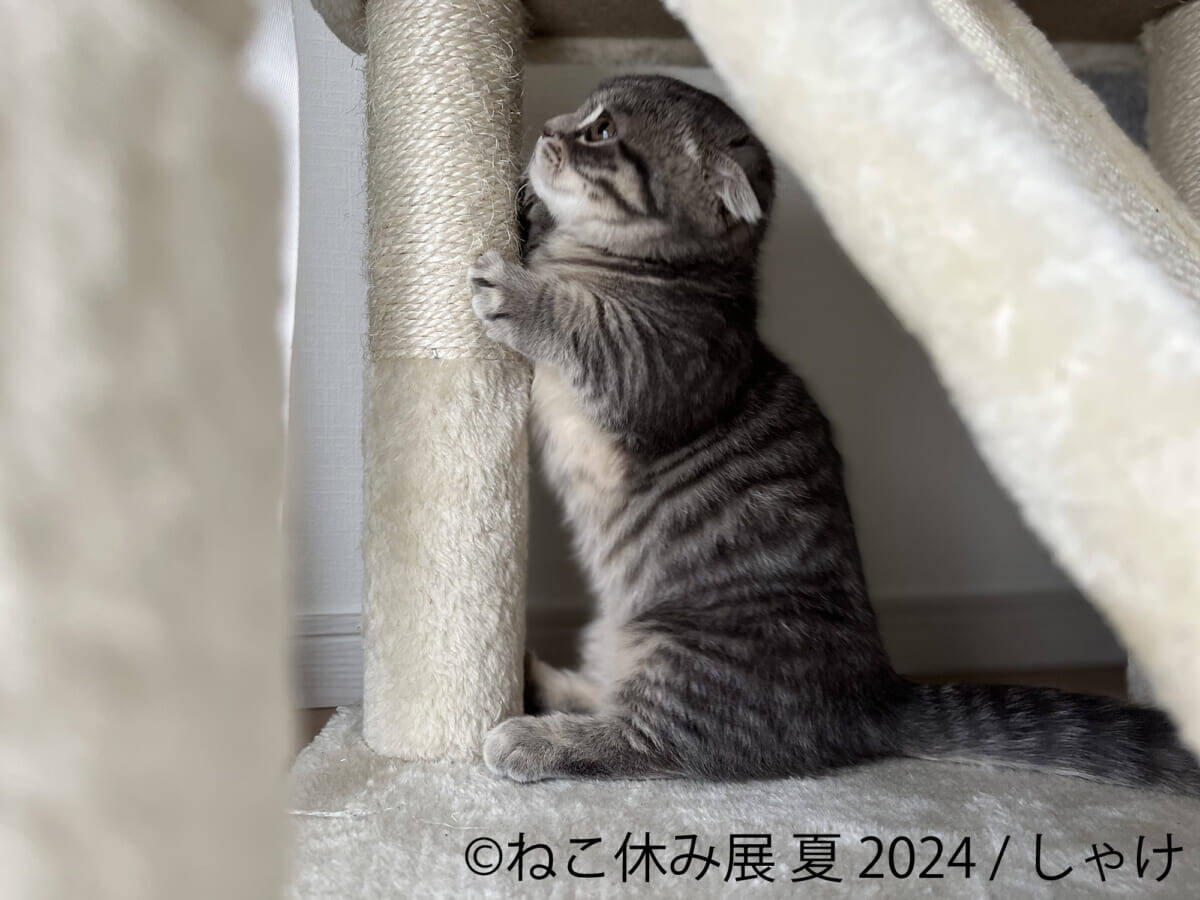 【癒やしに満ちた"猫の祭典"】「ねこ休み展」夏の本祭2024が開催！人気クリエイターによる写真とグッズが集合