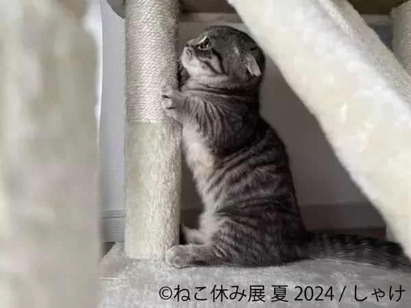「【癒やしに満ちた"猫の祭典"】「ねこ休み展」夏の本祭2024が開催！人気クリエイターによる写真とグッズが集合」の画像