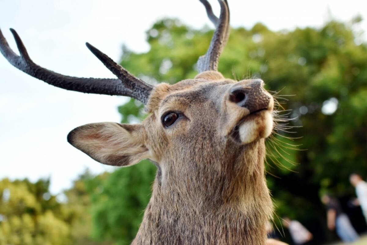 奈良のシカ問題第二弾 子どもにシカを叩かせ高笑いする母親 ネット小姑たちと大バトルを展開 2019年7月31日 エキサイトニュース