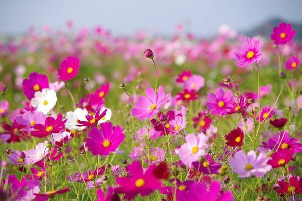 いいね 欲しさに立入禁止の花畑に侵入して撮影 こういうの いつまで続けるんですか 19年10月11日 エキサイトニュース