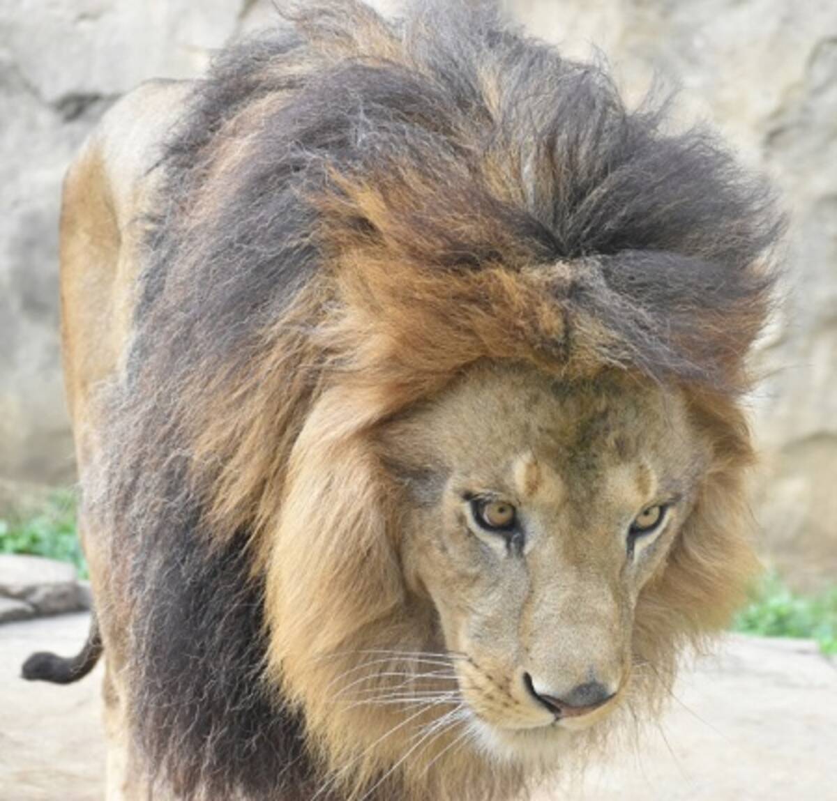 合成じゃない アンミカ 巨大すぎるライオンと恐怖のツーショット 年7月16日 エキサイトニュース