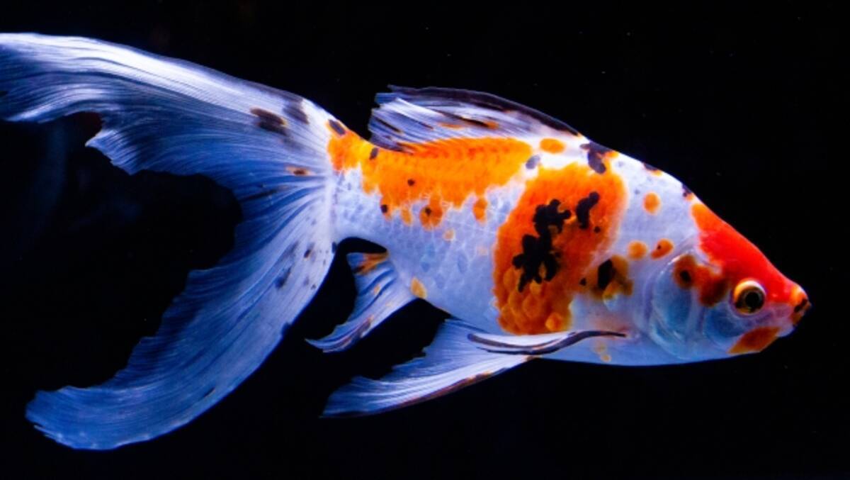病気の金魚だらけ アートアクアリウムの飼育環境を問題視する怒りの声が殺到 年9月8日 エキサイトニュース