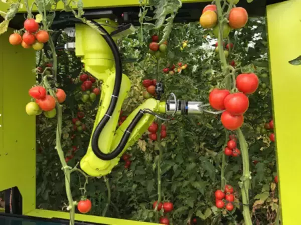 温室で栽培されているトマトを自動で収穫する自律走行型ロボット「GRoW」