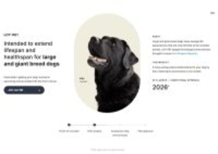新薬で“犬の寿命延長”に挑戦｜米国バイオテック企業Loyal、来年初頭の発売を目指す