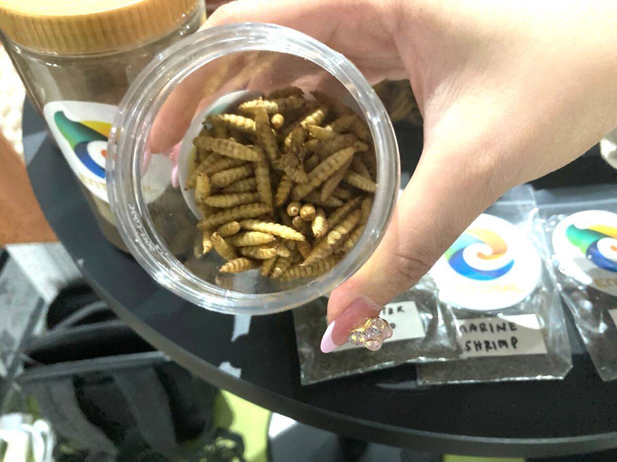 【SusHi Tech Tokyo 2024】ハエの幼虫で食品ロスに立ち向かう。マレーシアのバイオテック企業Entomal Biotech