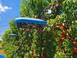 「“空飛ぶ果実収穫ロボット”開発。Tevel、農業人材の不足解消を目指す」の画像3