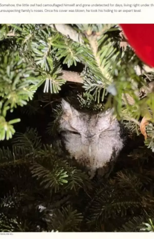 「ぬいぐるみよね？」クリスマスツリーの中で4日間も息を潜めていた生き物に仰天（米）＜動画あり＞