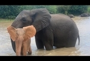2年前に保護されたピンクの象、新しい家族に守られ泳ぎを楽しむ（南ア）＜動画あり＞