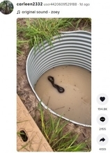雨水タンクに閉じ込められたカエルやネズミ、天敵のヘビの背中にしがみつく（豪）＜動画あり＞