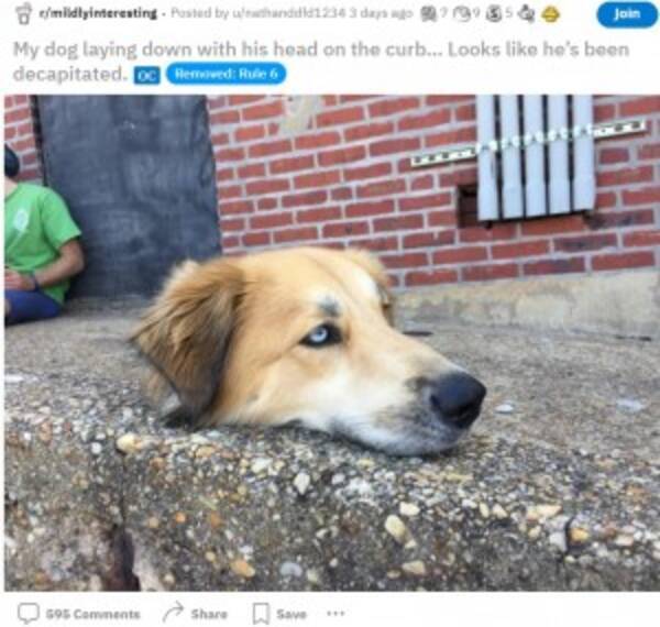 愛犬の写真を撮影した男性 生首と錯覚する人が続出 米 22年3月12日 エキサイトニュース