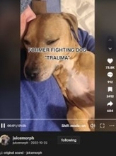 虐待され声を失った闘犬　保護され愛情を受け数年後、初めて吠えて尻尾を振る（米）＜動画あり＞