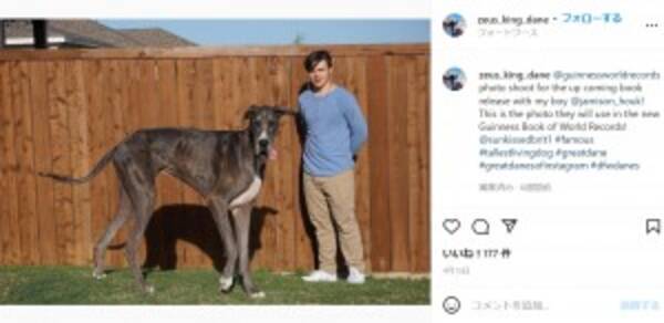 世界一背の高い犬 は まるで馬 米テキサス州のグレートデーンがギネス記録更新 動画あり 22年5月27日 エキサイトニュース
