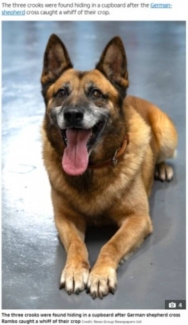 子どもたちのワークショップに参加した麻薬探知犬 5ミリの穴から大麻栽培所を発見 英 22年2月6日 エキサイトニュース