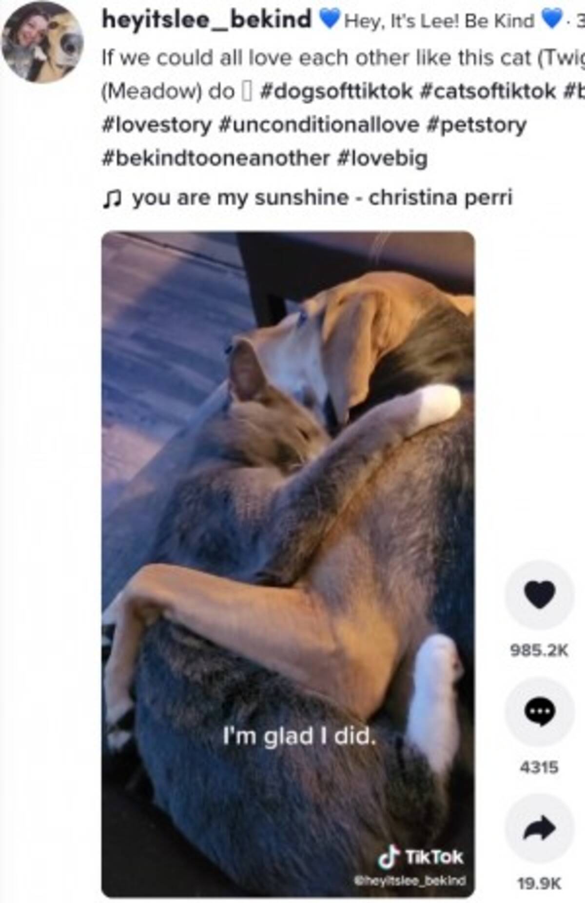 同居犬を亡くした犬 寂しさを埋めてくれる子猫と出会い抱き合って眠る仲に 米 動画あり 22年4月13日 エキサイトニュース