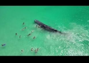 浅瀬に迷い込んだクジラを触る海水浴客に「ハラスメント」と怒りの声（豪）＜動画あり＞