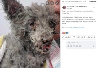 火災現場で意識を失った犬、ペット用の小さな酸素マスクで息を吹き返す（英）