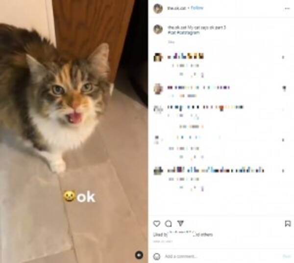 飼い主に Ok と人間の言葉で返事をする Okキャット が超キュート 動画あり 22年2月日 エキサイトニュース