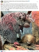 ヤマアラシの赤ちゃんが米動物園で誕生　針のないフワフワな姿で人々を魅了＜動画あり＞