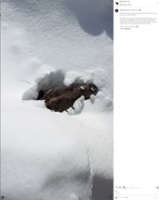 冬眠から目覚めたクマ、スキー場の雪の中から這い出す姿に「ハグしたい」の声（カナダ）＜動画あり＞