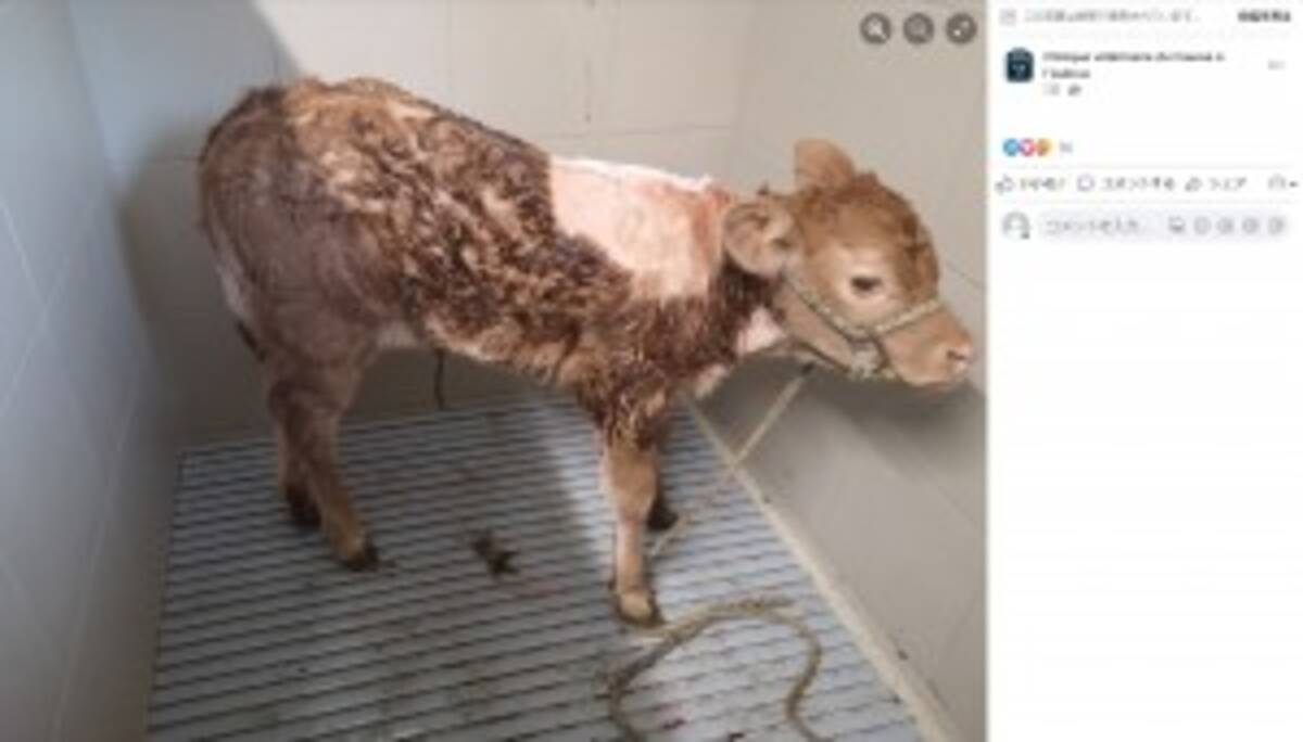 6本脚の子牛に 普通の生活をさせたい 2本の脚を取り除く手術が成功 仏 22年11月15日 エキサイトニュース 6本脚の子牛に 普通の生活をさせたい 2本の脚を取り除く手術が成功 仏 22年11月15日 エキサイトニュース